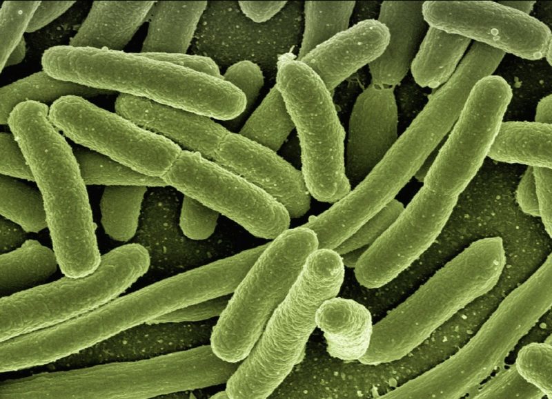 Bakterielle Erreger im Darm und Körper Bio360